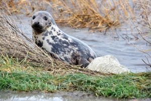 spathoek zeehond